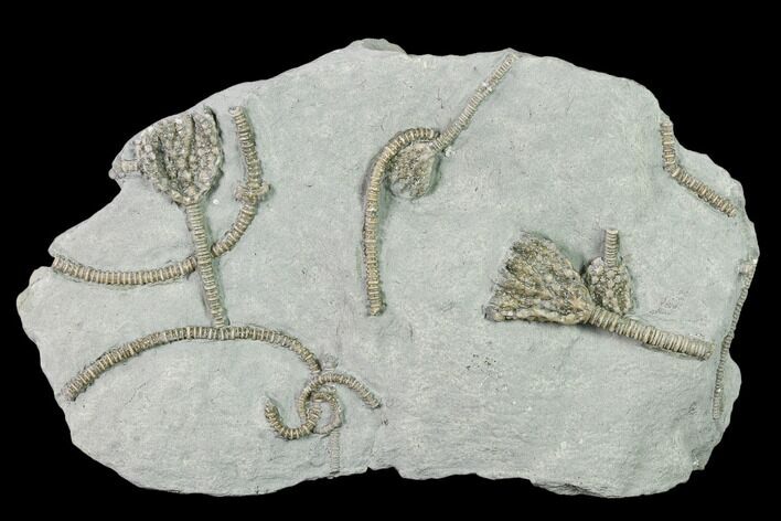 Plate of Crinoid (Glyptocrinus) Fossils - Maysville, Kentucky #136968